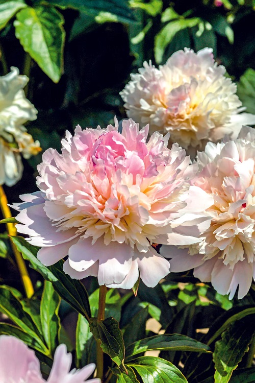 Stunning Pink Peony Varieties