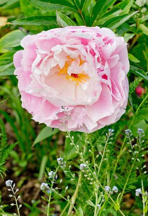 lovely Best Pink Peony Varieties