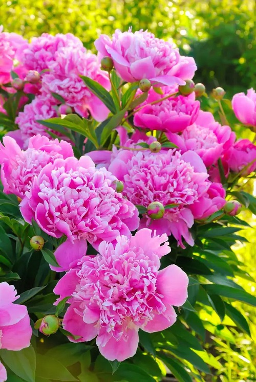 Best Pink Peony Varieties