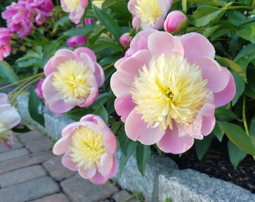 amazing Best Pink Peony Varieties