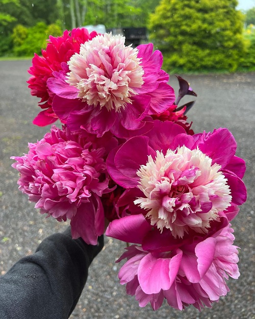 top Best Pink Peony Varieties