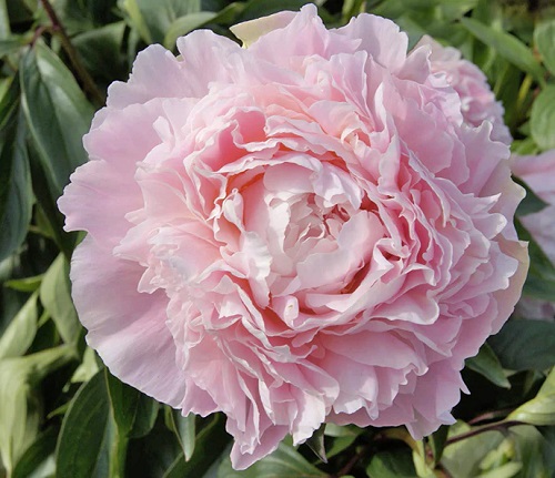 Types of Pink Peonies