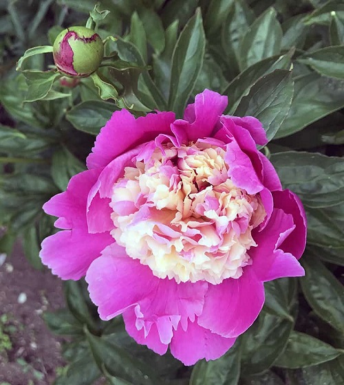 Top Types of Pink Peonies