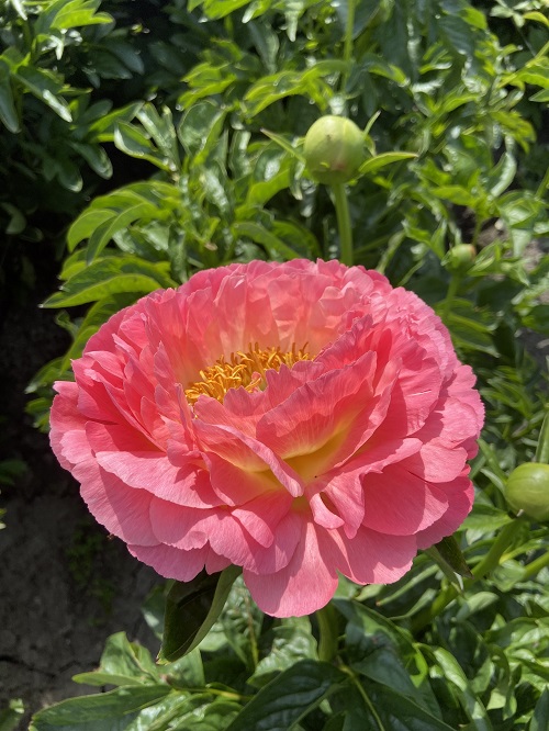 beautiful Pink Peony Varieties 11