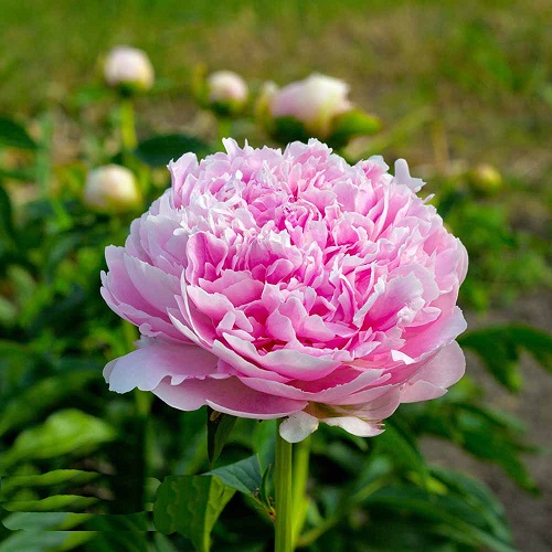 amazing Top Types of Pink Peonies