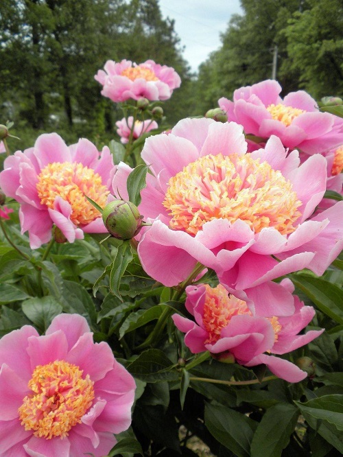light Pink Peony Varieties 13