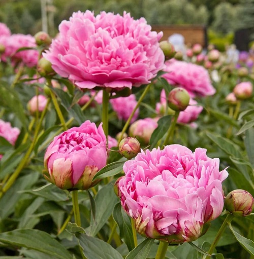 Best Varieties of Pink Peonies