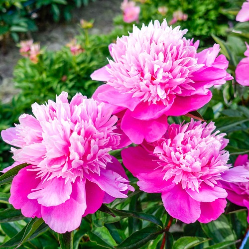 amazing Best Varieties of Pink Peonies