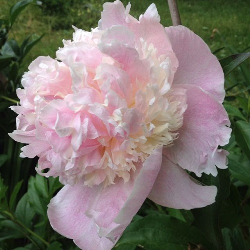 Varieties of Pink Peonies