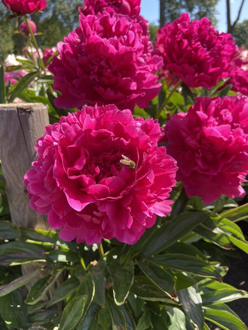 Best Varieties of Pink Peonies for garden