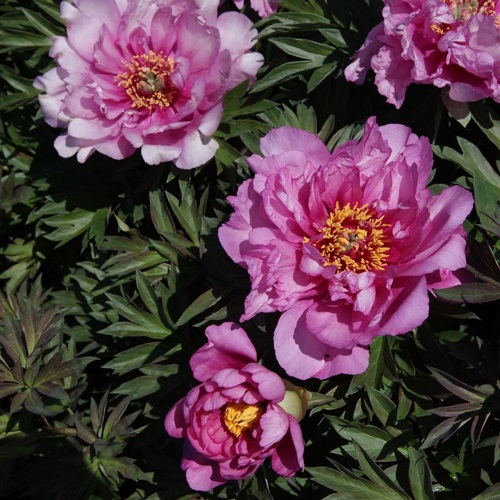 Best Varieties of Pink Peonies in yard