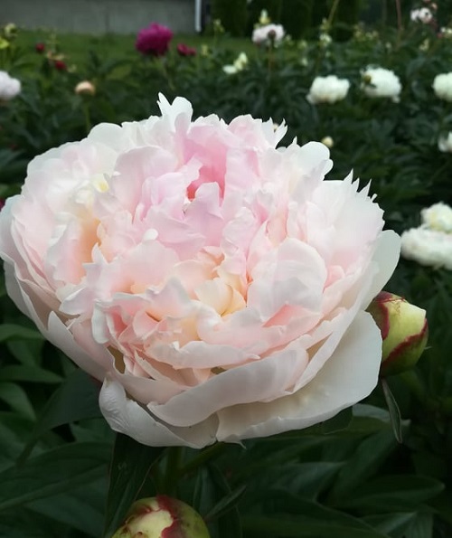 Varieties of Pink Peonies