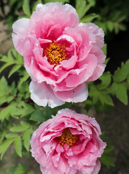 top Best Varieties of Pink Peonies