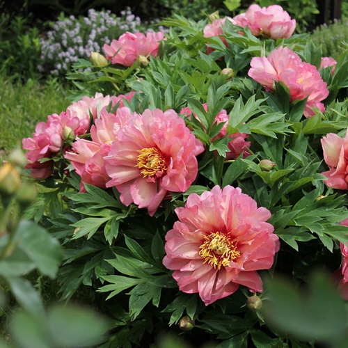 Optimal Types of Pink Peonies