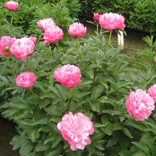 Optimal Types of Pink Peonies in backyard