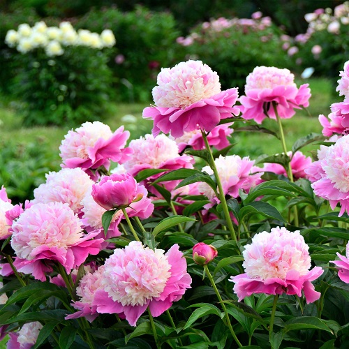 Top Varieties of Pink Peonies