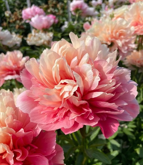beautiful Pink Peony Varieties 29