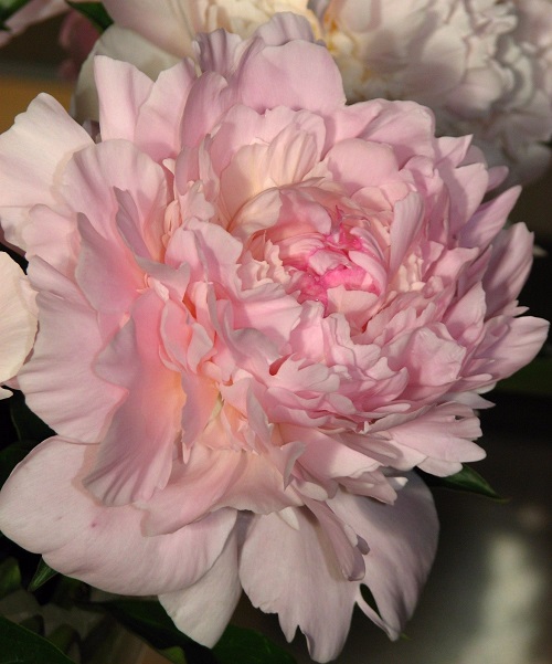 Varieties of Pink Peonies