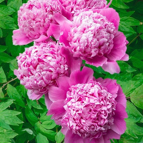 Pink Peony Varieties 