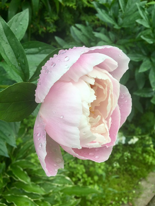 Outstanding Wonderful Pink Peony Varieties