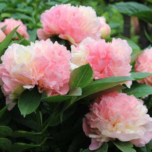Types of Pink Peonies
