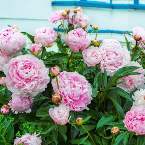 lovely Best Types of Pink Peonies