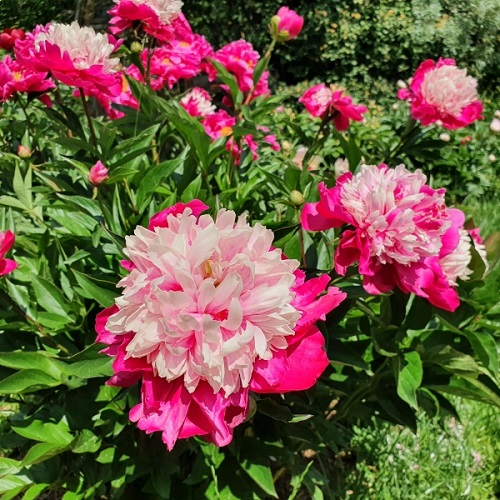 stuning Pink Peony Varieties 35