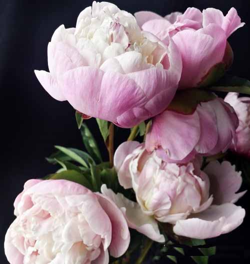 Best Species of Pink Peonies