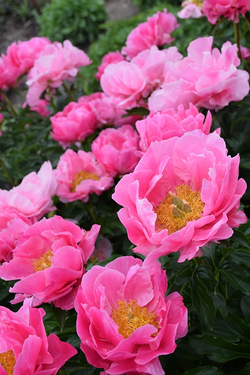 top Best Species of Pink Peonies