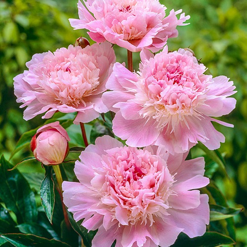 Best Species of Pink Peonies