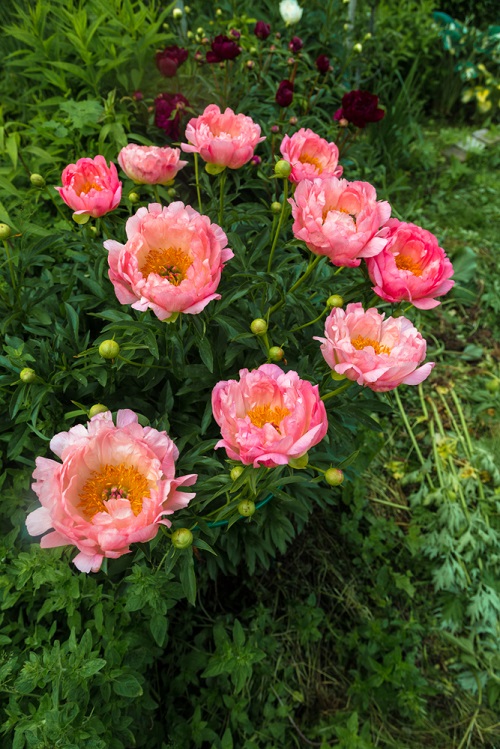 Peony Growth Stages 6