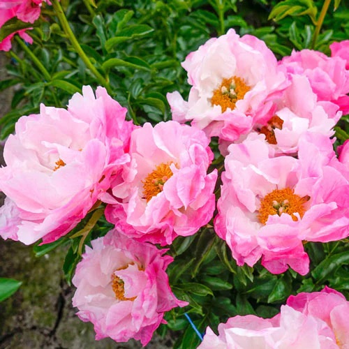 Gorgeous Varieties of Pink Peonies