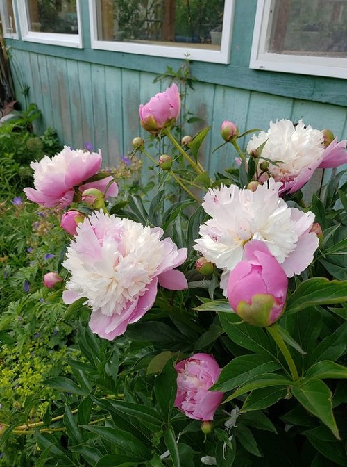 Top best Gorgeous Varieties of Pink Peonies