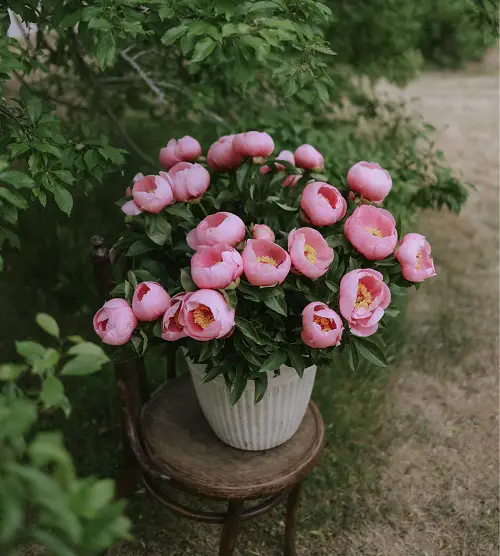 Kinds of Pink Garden Flowers 
