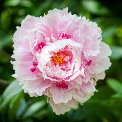 top Outstanding, exquisite varieties of pink peonies