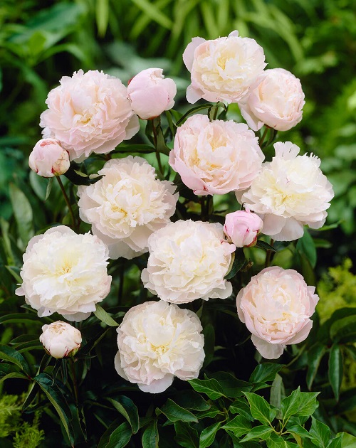 The most exquisite varieties of pink peonies