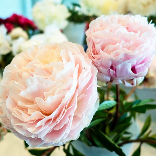 The most exquisite varieties of pink peonies