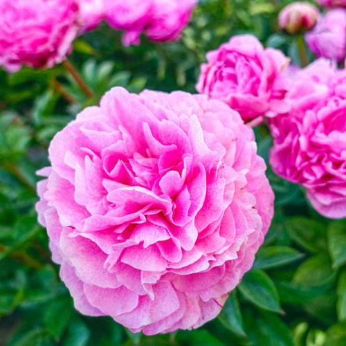 Outstanding Gorgeous Pink Peony Varieties 