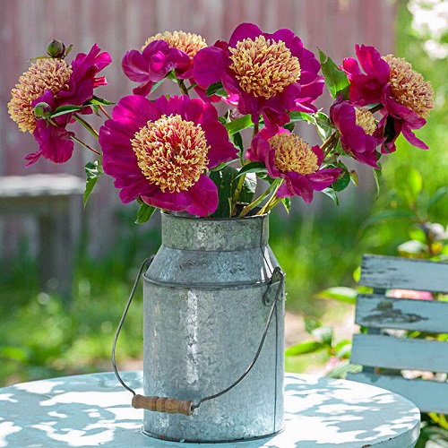 Outstanding Stunning Pink Peony Varieties