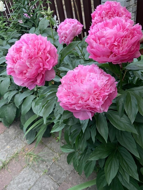 Outstanding Fabulous Pink Peony Varieties 