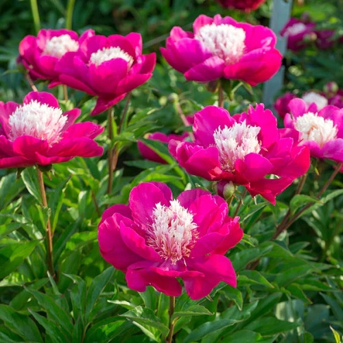 Fabulous Pink Peony Varieties 