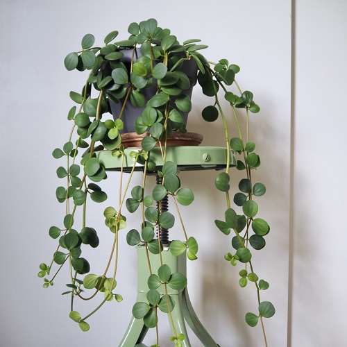 7 Indoor Creeper Plants with a Gentle Trail