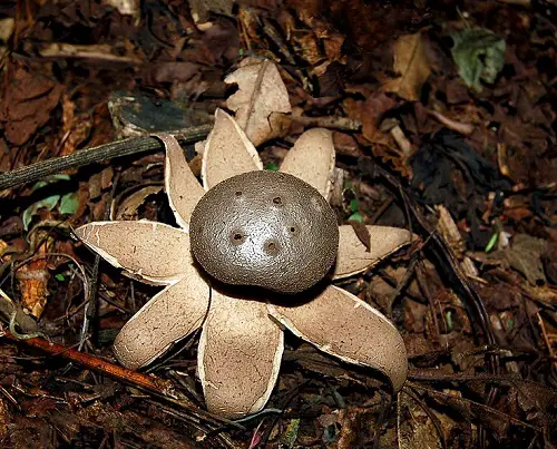 beautiful Mushrooms that Look Like Flowers
