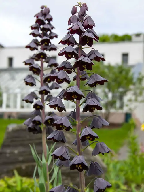 Most Gothic Garden Flowers