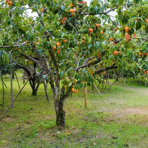 Best Zone 7 Fruit Trees in garden