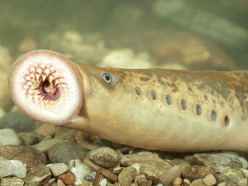 best Ugly Fish 17