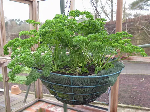  Best Edible Plants for Hanging Baskets 