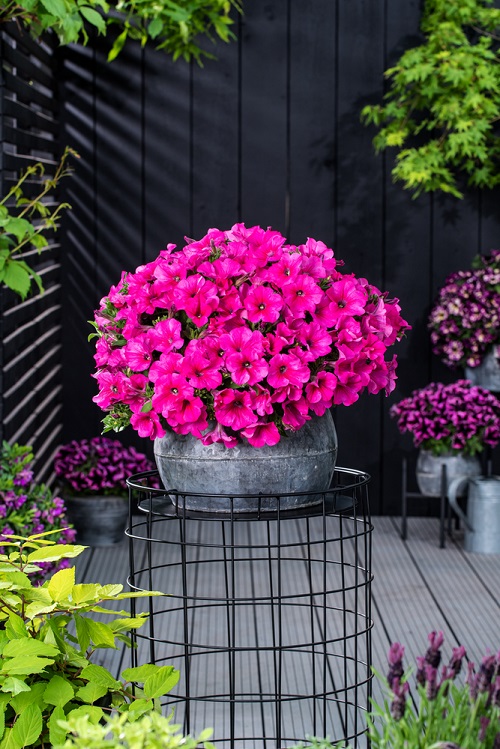  Stunning Hot Pink Flowers