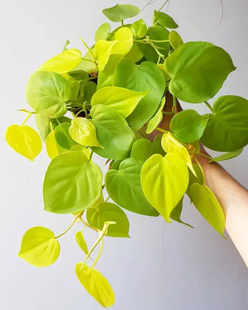 lovely Heart Leaf Philodendron Varieties 11