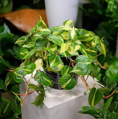 Beautiful Philodendrons You Will Be Infatuated 7